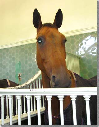 王室厩舎馬車馬